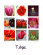Tulpen.jpg